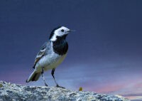 Linerle - Vippestjert