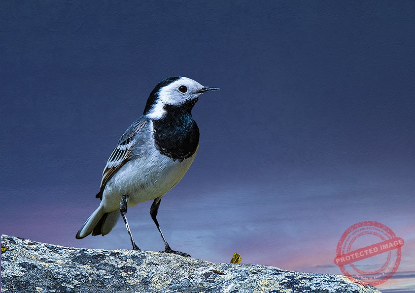 Linerle - Vippestjert